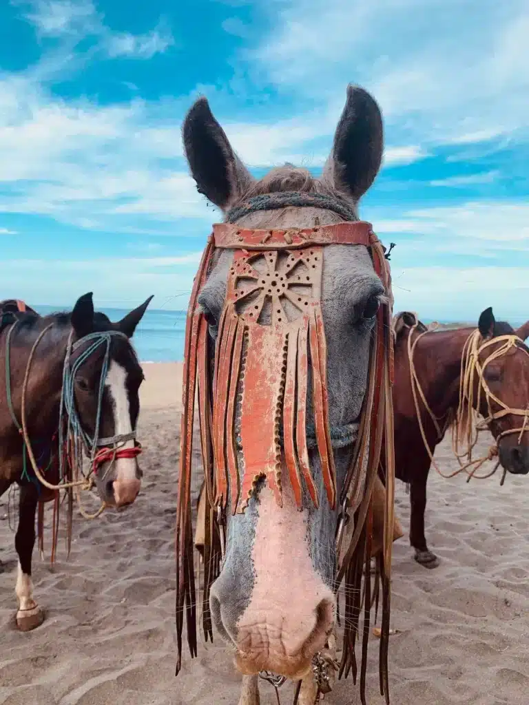 Horses on the beach in Nicaragua