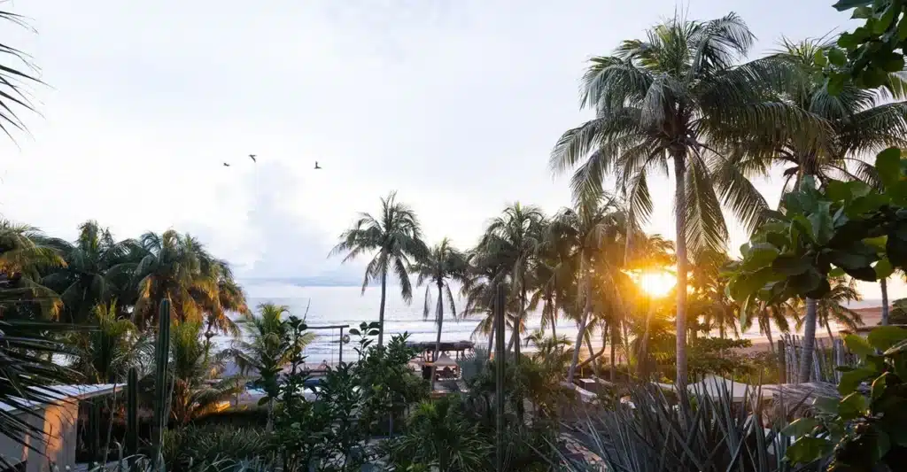 Palm trees in front of the sunset at Mandla in Nicaragua