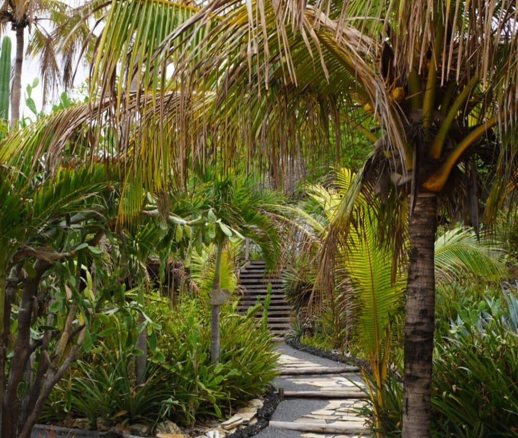 Palm Trees During Rainy Season in Nicaragua